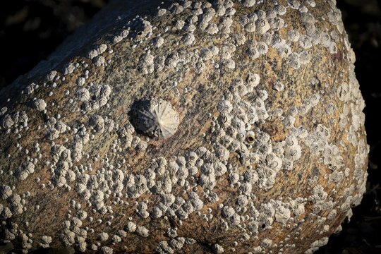 Limpet and barnacles (Patella vulgata, Semibalanus balanoides), rocks by the sea, Otroya or Otr&oslash;ya Island, M&oslash;re og Romsdal, Norway