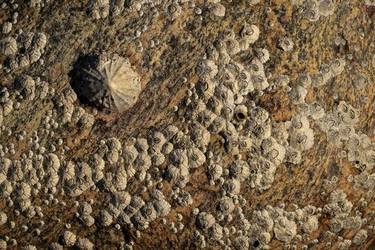 Limpet and barnacles (Patella vulgata, Semibalanus balanoides), rocks by the sea, Otroya or Otr&oslash;ya Island, M&oslash;re og Romsdal, Norway
