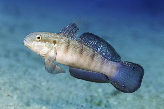 Butterfly goby, also known as green goby (Amblygobius albimaculatus), swims over sandy bottom, Red Sea, Egypt