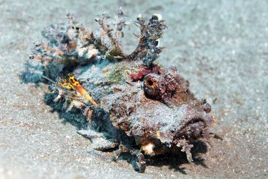 Filamentous devilfish (Inimicus filamentosus), on sandy bottom, Red Sea, Egypt
