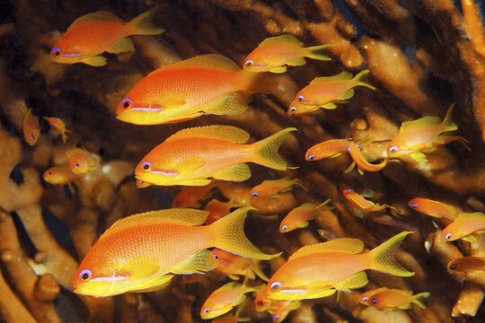 Shoal of red sea bass (Pseudanthias taeniatus) in front of fire coral, Red Sea, Sharm el Sheik, Egypt