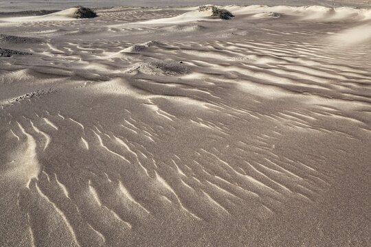 Small sand heaps form around the sparse vegetation in the Namib Desert. Skeleton Coast National Park, Namibia
