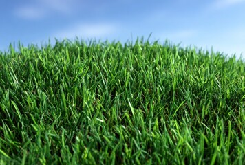Fototapeta premium Vibrant close-up featuring lush green grass blades under a bright, partially blurred blue sky, evokes freshness and growth
