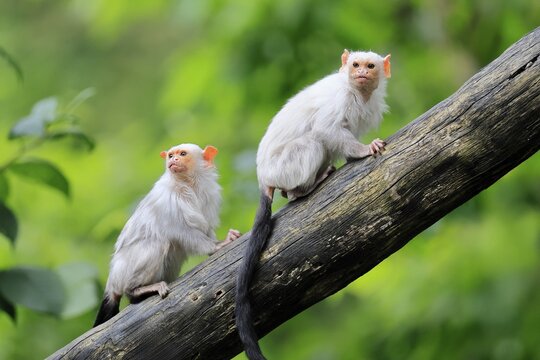 Silver marmoset (Mico argentatus, Syn.: Callithrix argentata), silver marmoset, adult, pair, on tree trunk, alert, South America