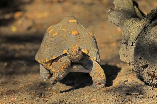 Coal turtle (Geochelone carbonaria), adult, foraging, running, South America