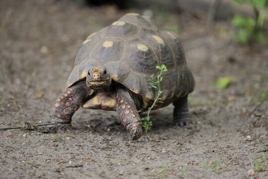 Coal turtle (Geochelone carbonaria), adult, foraging, running, South America