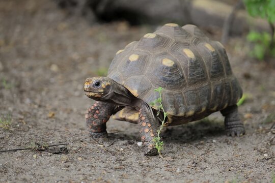 Coal turtle (Geochelone carbonaria), adult, foraging, running, South America