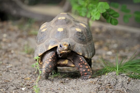 Coal turtle (Geochelone carbonaria), adult, foraging, running, South America