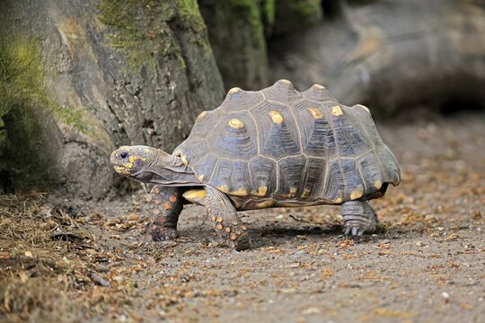 Coal turtle (Geochelone carbonaria), adult, foraging, running, South America