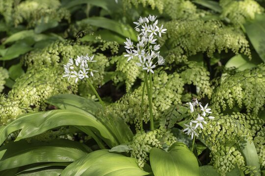 Wild garlic (Allium ursinum) and maidenhair fern (Adiantum capillus-veneris), Emsland, Lower Saxony, Germany