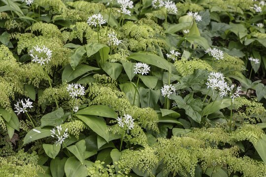 Wild garlic (Allium ursinum) and maidenhair fern (Adiantum capillus-veneris), Emsland, Lower Saxony, Germany