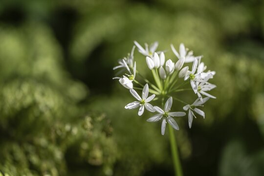 Wild garlic (Allium ursinum) and maidenhair fern (Adiantum capillus-veneris), Emsland, Lower Saxony, Germany