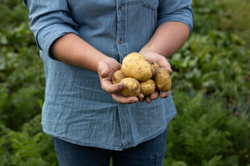 Bunch of fresh yellow potatoes in hands vegetables garden