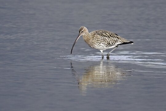 Eurasian curlew (Numenius arquata), foraging, Klingnauer Stausee nature reserve, Canton Aargau, Switzerland