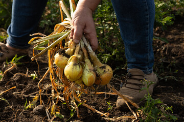 Hands harvesting onions bulb in open ground garden