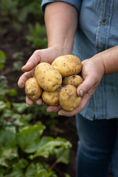 Bunch of fresh yellow potatoes in hands vegetables garden harvesting food