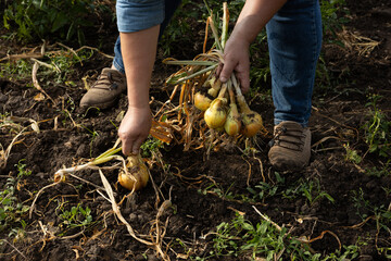 Hands harvesting onions bulb in open ground organic garden