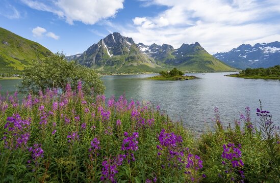 Pink flowers, blooming balsam at the fjord Austnesfjorden, idyllic mountains and fjord landscape, Nordland, Norway