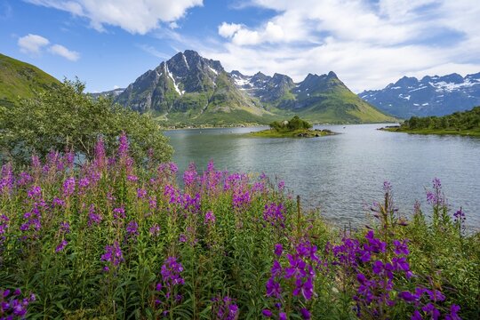Pink flowers, blooming balsam at the fjord Austnesfjorden, idyllic mountains and fjord landscape, Nordland, Norway