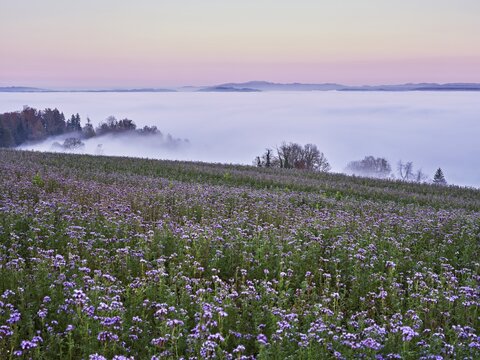 Field of flowering bee friend (Phacelia tanacetifolia), forest shrouded in fog behind, Winterschwil, Freiamt, Canton Aargau, Switzerland