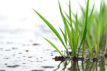Emerging Life: A close-up of vibrant green rice seedlings emerging from water, showcasing the beauty of new growth and the promise of life. 