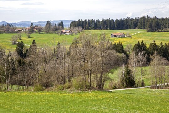 View from Ried to the surrounding blooming landscape, near Rettenberg, Oberallg&auml;u, Allg&auml;u, Bavaria, Germany