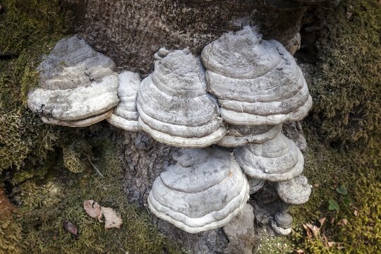 Tinder fungus (Fomes fomentarius), Oberallg&auml;u, Allg&auml;u, Bavaria, Germany