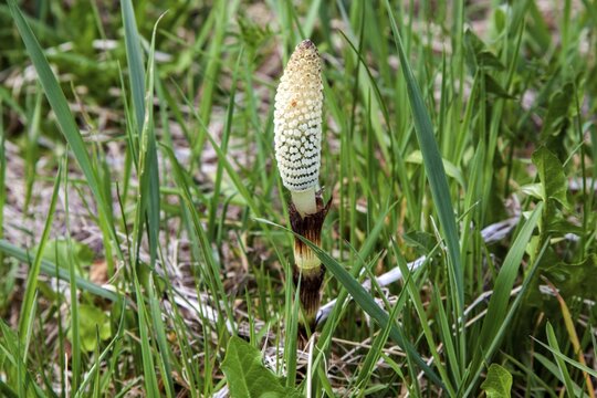 Shoots of giant horsetail (Equisetum telmateia), Oberallg&auml;u, Allg&auml;u, Bavaria, Germany