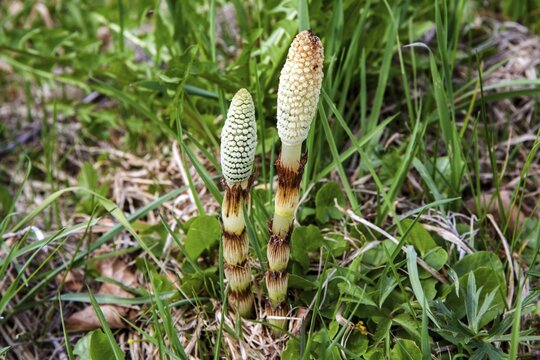 Shoots of giant horsetail (Equisetum telmateia), Oberallg&auml;u, Allg&auml;u, Bavaria, Germany