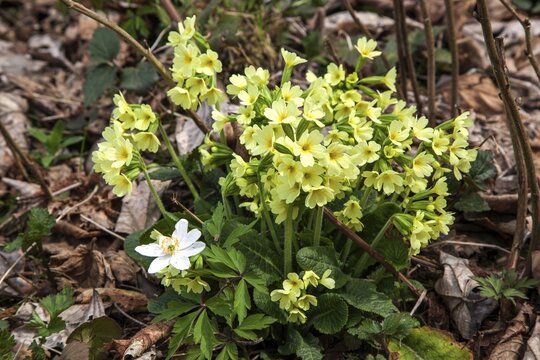True oxlip (Primula elatior), in bloom, Oberallg&auml;u, Allg&auml;u, Bavaria, Germany