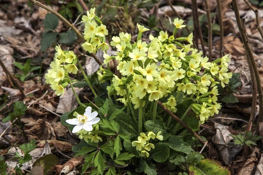 True oxlip (Primula elatior), in bloom, Oberallgäu, Allgäu, Bavaria, Germany