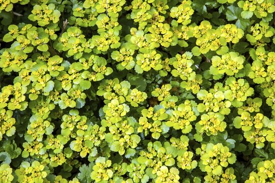 Alternate-leaved golden saxifrage (Chrysosplenium alternifolium), also known as golden spleenwort, alternate-leaved spleenwort or scabious flower, flowering, Oberallg&auml;u, Allg&auml;u, Bavaria, Germany