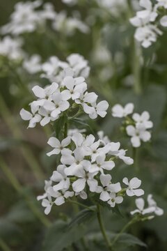 Annual honesty (Lunaria annua), Emsland, Lower Saxony, Germany