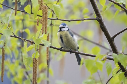 A blue tit (Parus caeruleus) sitting on the branch of a birch tree in spring, Hesse, Germany