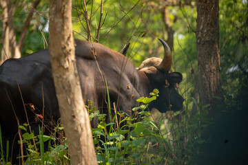 A powerful gaur, also known as the Indian bison, peers through the forest in Chitwan National Park, Nepal. With its massive horns and muscular frame,