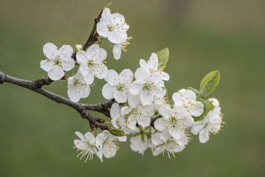 Pear blossom (Pyrus communis), Emsland, Lower Saxony, Germany