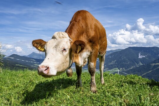 Calf (Bos primigenius taurus), cow with bell on an alpine meadow, Simmental cattle, Hochbrixen, Brixen im Thale, Tyrol, Austria