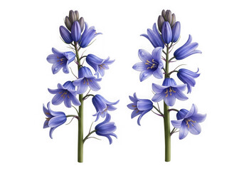 Beautiful bluebells delicate flower photography capturing spring bloom intricacy transparent background