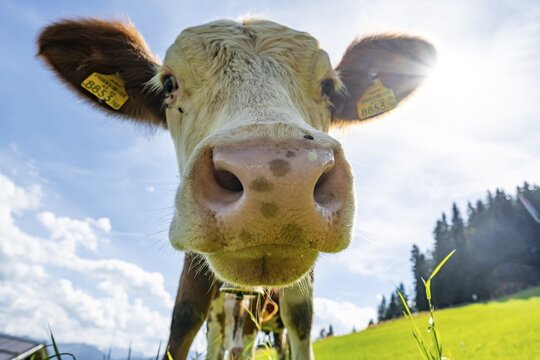 Young curious calf (Bos primigenius taurus), cow on an alpine meadow, snout stretched towards the camera, Simmental cattle, Hochbrixen, Brixen im Thale, Tyrol, Austria