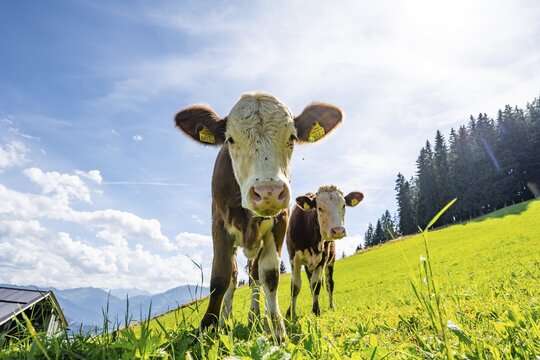 Two young curious calves (Bos primigenius taurus), cows on an alpine meadow, Simmental cattle, Hochbrixen, Brixen im Thale, Tyrol, Austria