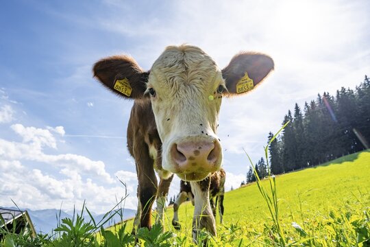 Young curious calf (Bos primigenius taurus), cow on an alpine meadow, snout stretched towards the camera, Simmental cattle, Hochbrixen, Brixen im Thale, Tyrol, Austria