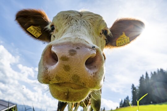 Young curious calf (Bos primigenius taurus), cow on an alpine meadow, snout stretched towards the camera, Simmental cattle, Hochbrixen, Brixen im Thale, Tyrol, Austria