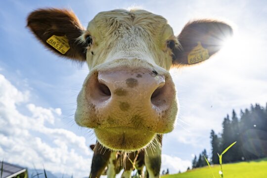 Young curious calf (Bos primigenius taurus), cow on an alpine meadow, snout stretched towards the camera, Simmental cattle, Hochbrixen, Brixen im Thale, Tyrol, Austria