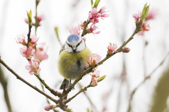 A blue tit (Parus caeruleus) sitting on a blossoming branch with pink flowers in spring light, Hesse, Germany