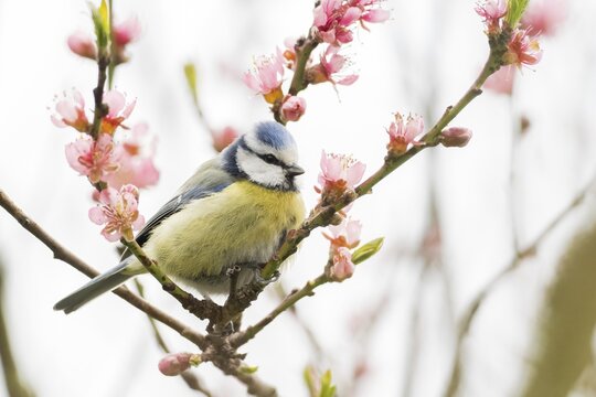 A blue tit (Parus caeruleus) sitting between pink flowers, Hesse, Germany