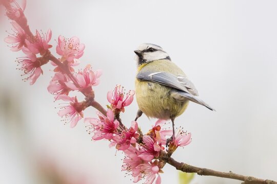 A blue tit (Parus caeruleus) sitting on a branch with delicate pink flowers, enveloped in soft light, Hesse, Germany