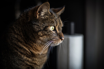 Mein Freund Kalle