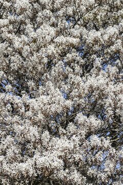 Copper rock pear (Amelanchier lamarckii), Emsland, Lower Saxony, Germany