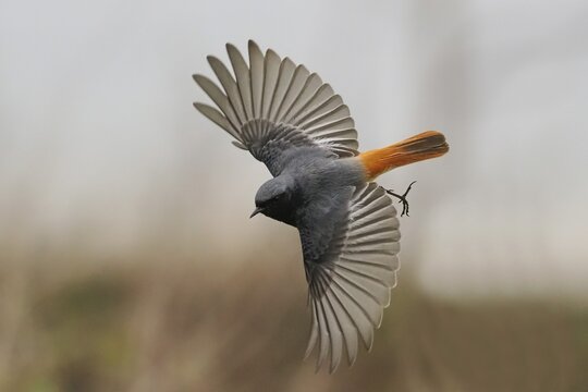 A black redstart (Phoenicurus ochruros) in a dynamic flight with outstretched wings, Hesse, Germany