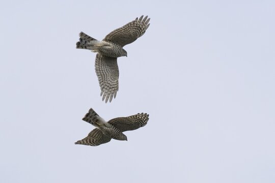 Two sparrowhawks (Accipiter nisus) flying in the sky, their wings outstretched in harmonious flight, courtship flight, Hesse, Germany